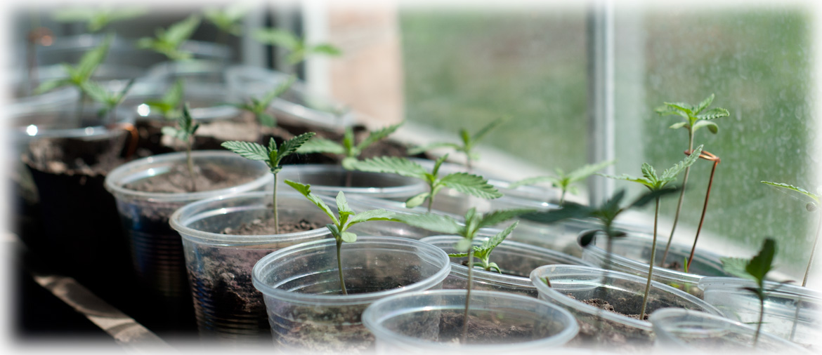 Как проращивать семена марихуаны в земле и стаканчиках