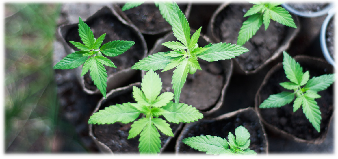 Семя марихуаны пророщенное тест на выявления марихуану