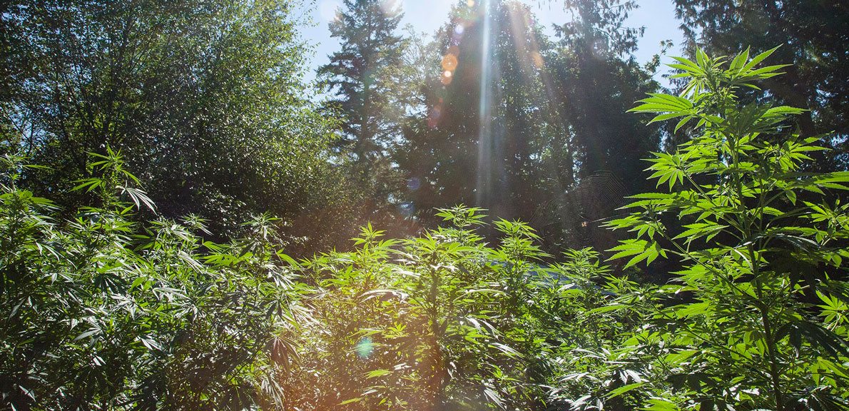 Как найти марихуану в лесу выращивание конопли на окне