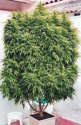 как вырастить марихуану в огороде
