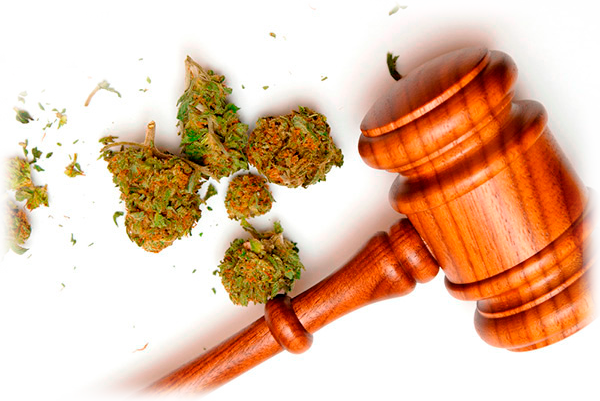 выращивание марихуаны закон