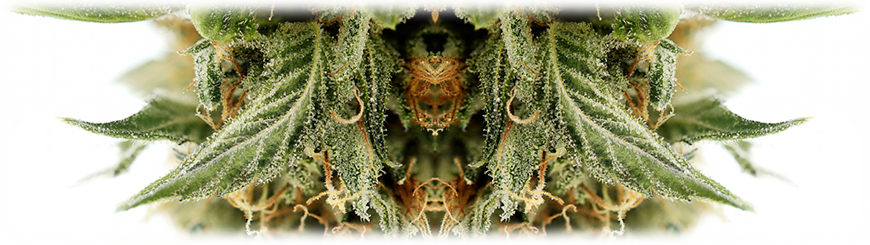 Проращивание семян марихуана tor browser видит ли провайдер gydra