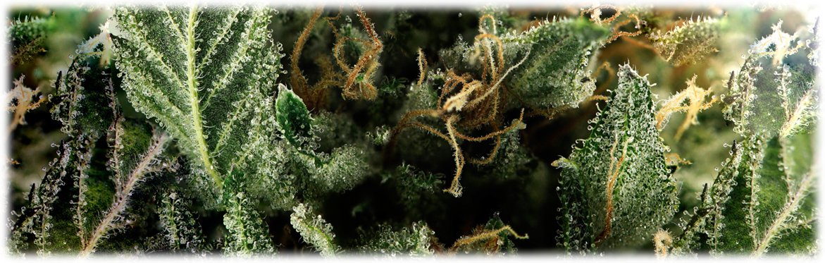 Тайное о марихуане онион сайты гидра gidra