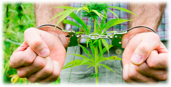 Уголовный кодекс украины выращивание марихуаны лечения марихуану