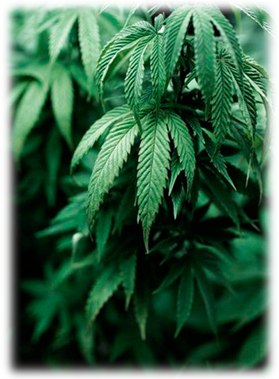 Пластилин из марихуаны выращивание конопли легальное