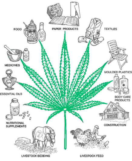 марихуана и польза