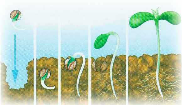 как правильно посадить семена канабиса