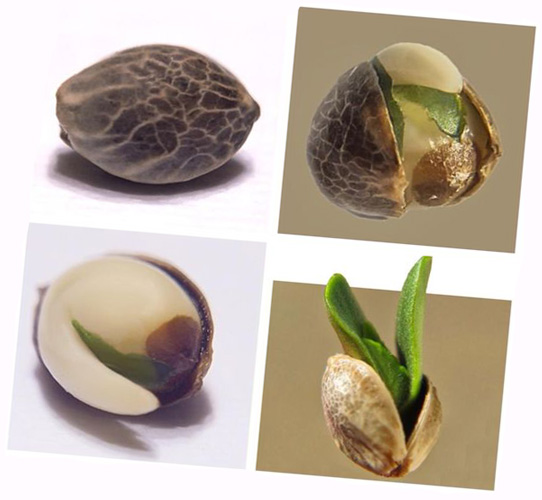 Семя конопли выращивание семена конопли от сидсман