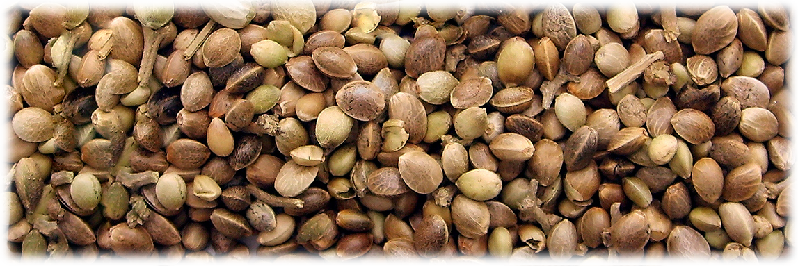 Конопляные семена в народной медицине купил семена гидропоники