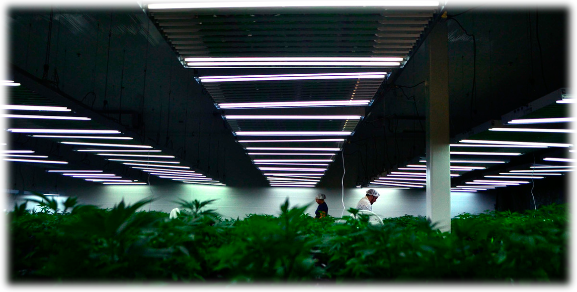 выращивание марихуаны в закрытом помещение